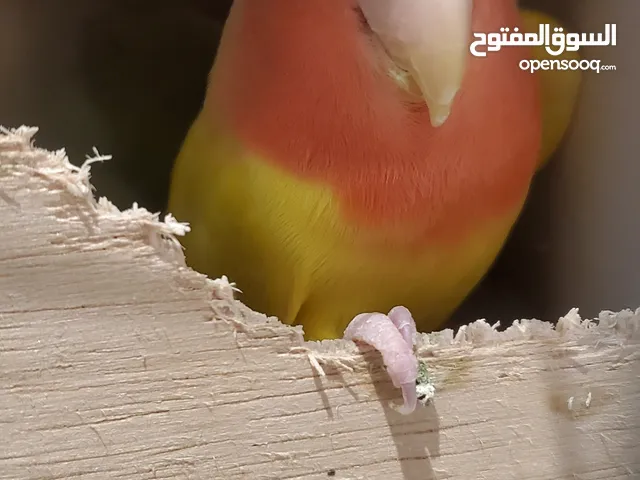 Parrot Lovebird