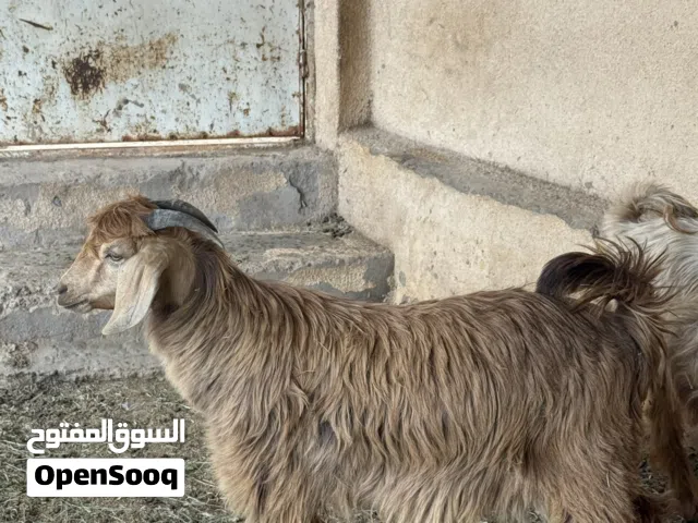 تيس ذبيحه او فحل