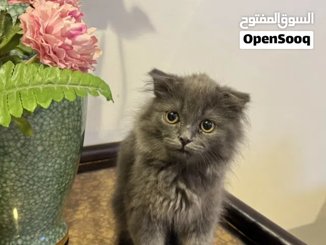 قطط صغيره للبيع