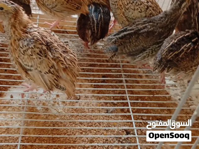 شوف الوصف مهم جدا