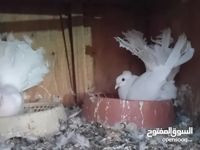 حمام زينه للبيع