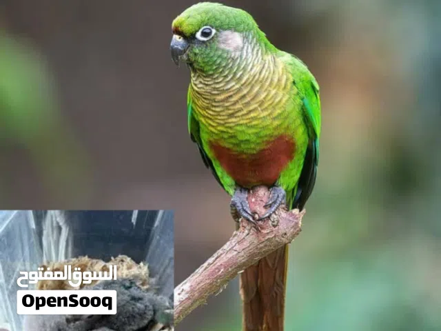 فروخ كنيور مارون بلد maroon bellied conure chicks
