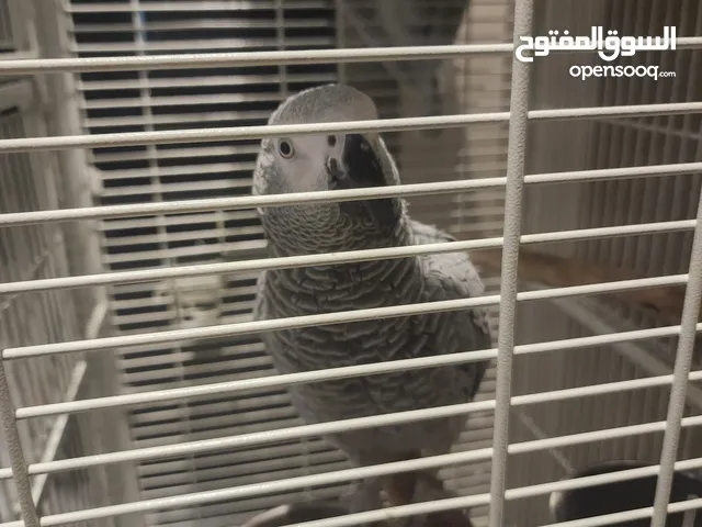 بغبغاء كاسكو مدرب