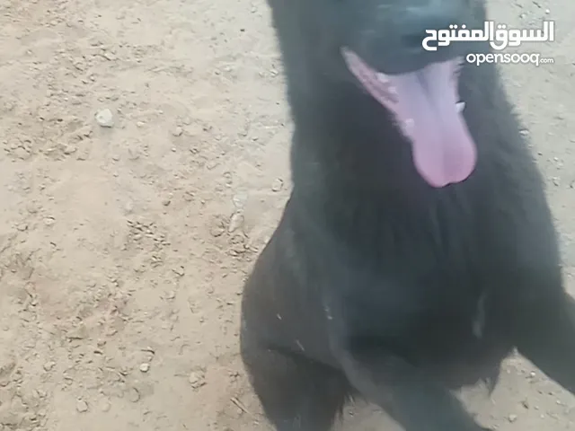 تدريب الكلاب علي طاعه