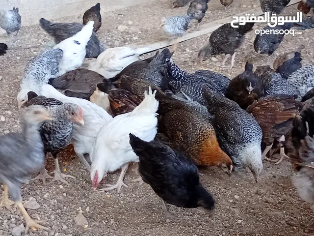 فراخ دجاج بلدي العمر شهرين و 20 يوم العدد 300 الكوم كامل على ثلاث ليرات