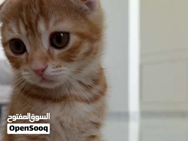 تسع قطط مكس سكوتش فولد