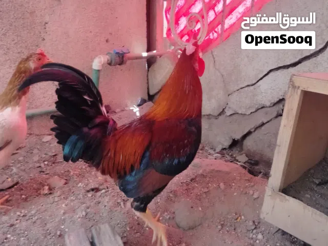 متاح ديج شمسي رس حلو ومرتب العمر 7 أشهر مال بيت وصاحي من اي مرض