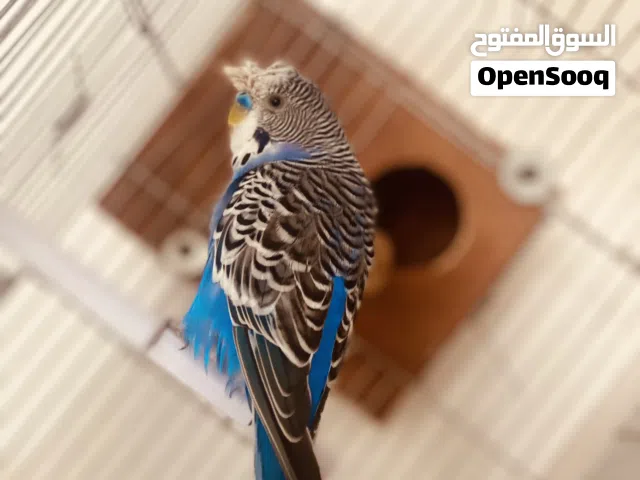 دكر مشوش متوفر ريش مصراته بي جنب جزيره قراره