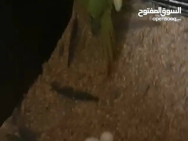 كنيور امايات عراقيات