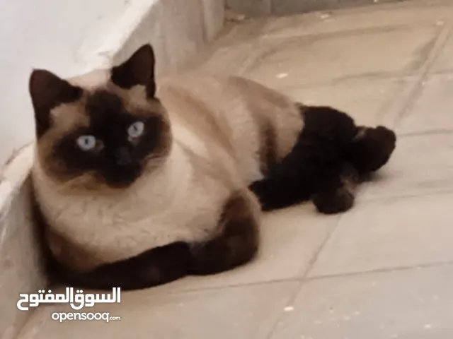 سيامو قط ذكر