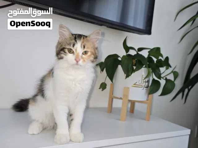 قطة سكوتش فولد و شيرازي مكس 3شهور أنثى مع جميع المستلزمات