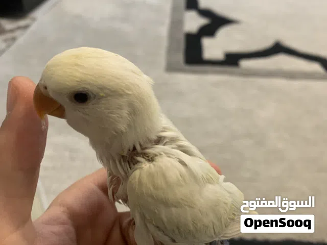 خمس فروخ روز الواحد 15