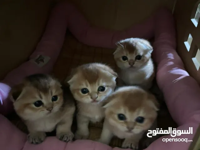 قطط صغيرة سكوتش فولد جولد / قصير الشعر – Scottish Fold Gold / Shorthair