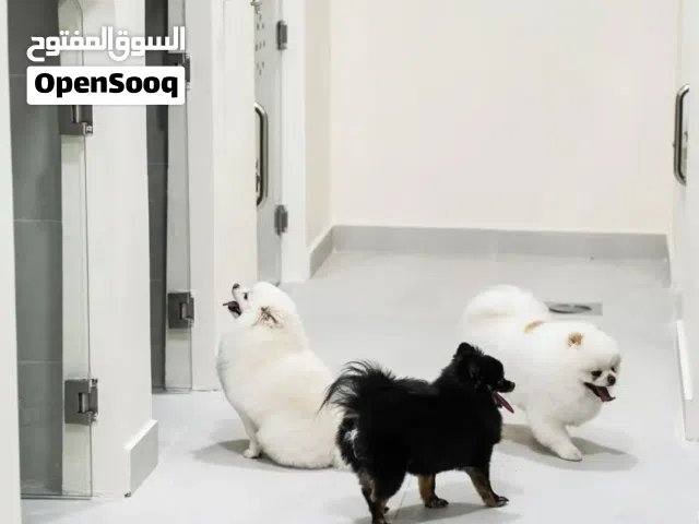 بوميرنيان تيدي بير بسعر مغري ..مع جميع مستلزماتو والمطاعيم