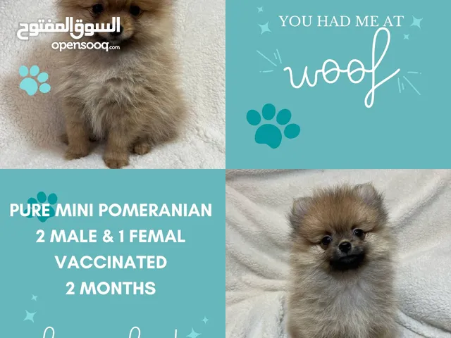 3 month old female pomeranian puppy