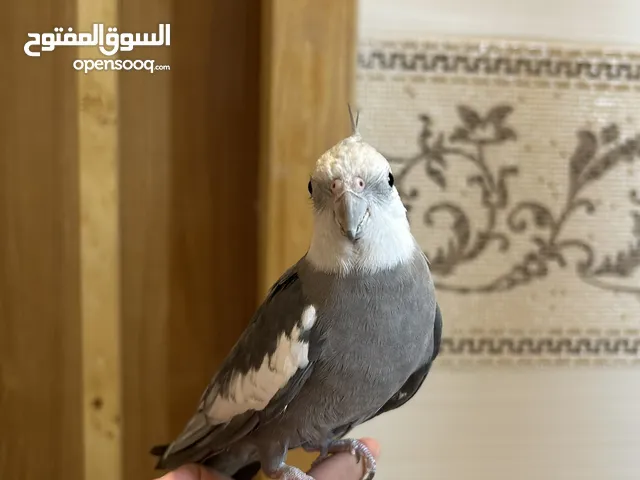 زوج ببغاء كروان أليف جدًا جدًا للبيع – الأنثى سبق لها الإنتاج – احتمال تكون حامل – مع قفص