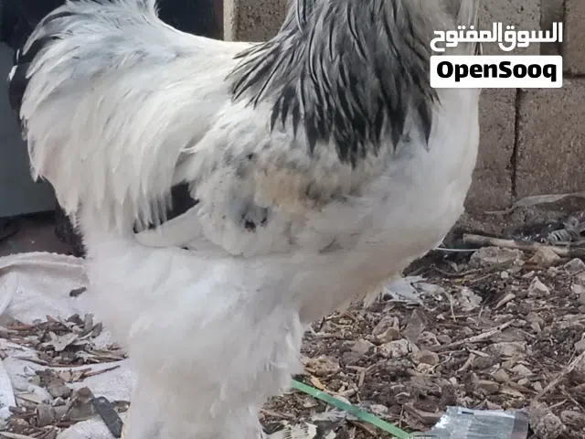 ديكين براهمي كولومبي عمر 9 شهور