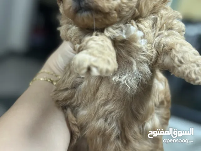 مالتيبو مستواهم عالي ذكور واناث اللون البني متوفر والابيض مرحين ولعوبين والحجم الصغير