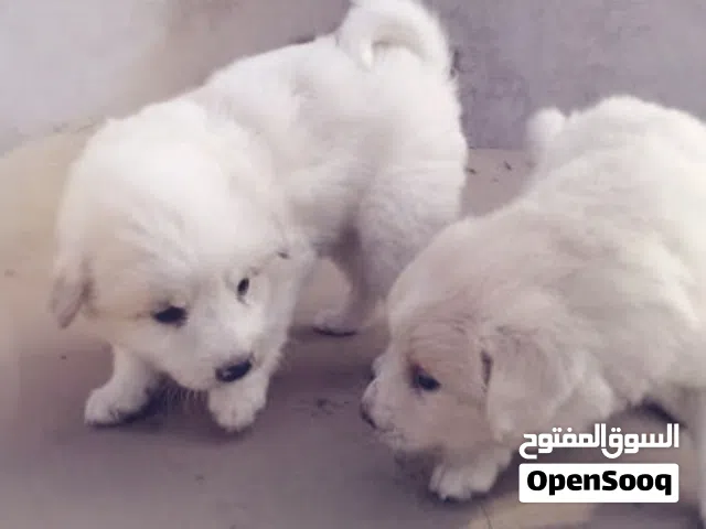 كلاب للبيع جريفون المانى ولد وبنت عمرهم 40يوم