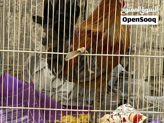 ديج للبيع في بغداد