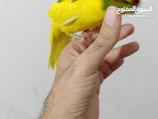 ببغاء الكاريكي اليف طينه طير لعوب نوع من انواع الببغاء الملتلكم