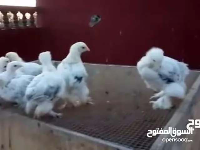 مطلوب صيصان براهما تواصل خاص الرقم مفصول..