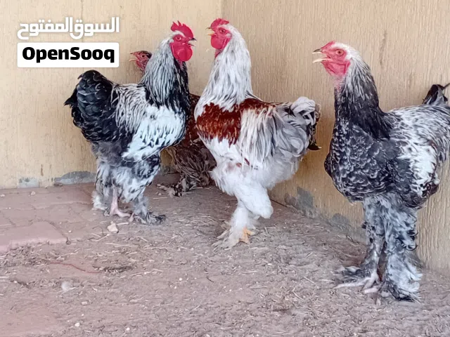 للتقيم والبيع