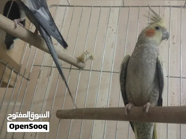 جوز كوكتيل صلاه النبي حب جامبو حبات نخب............ صح ونظافه مع قفص كاسكو جديد الموقع عمان الاشرفيه
