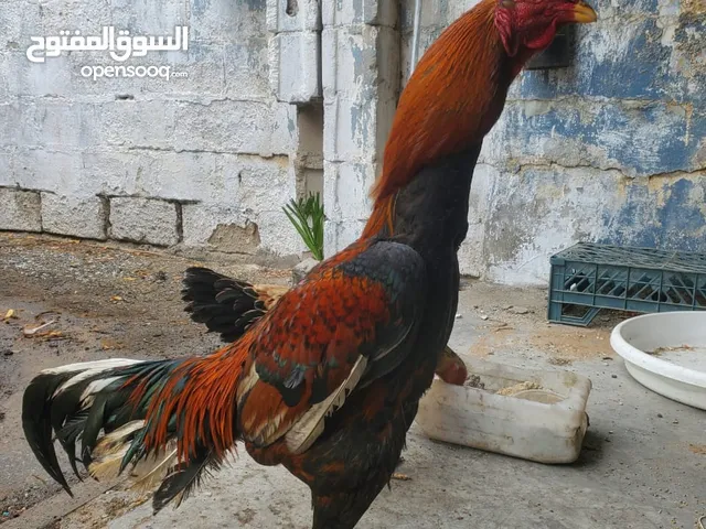 chicken aseel