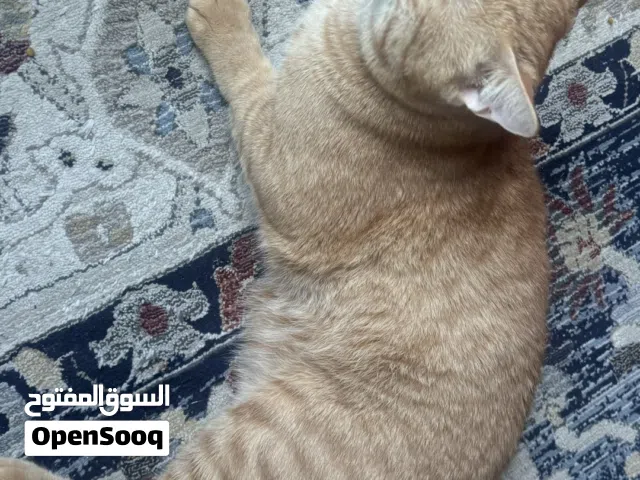 قطو نص شيرازي للتبني