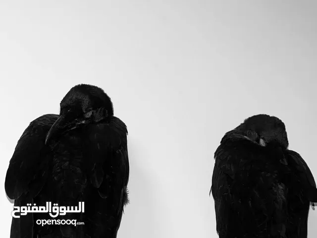 غراب ريفن جانبو العمر 5 اشهر