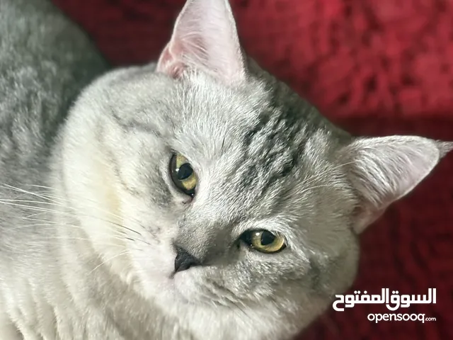Scottish Silver Male Cat for Mating.Perfect Match for Your Queen