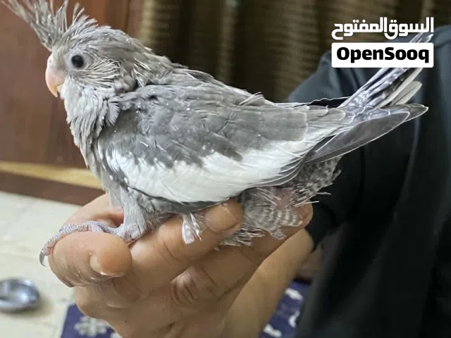 كوكتيل اليف للبيع