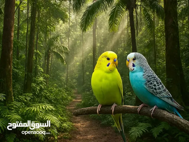 مطلوب غرف عصافير كوكتيل وروز للبيع بأسعار معقوله