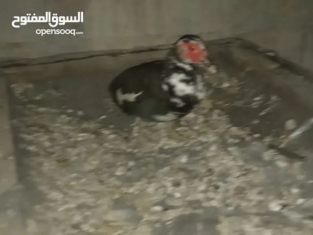 بط للبيع سعر 20