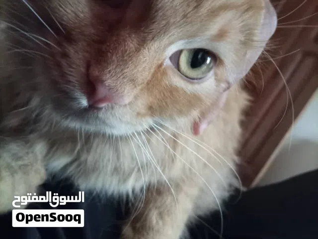 قطط اليفه زوجين واليفات ونضيفه المشتري الجاد يتو صل معانا خاص