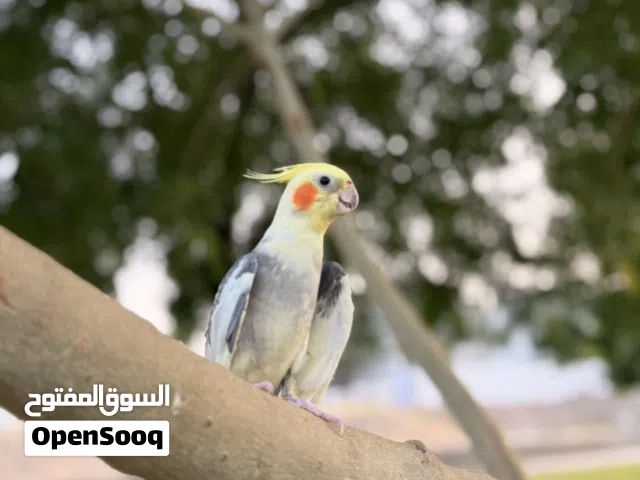 كوكتيل جميل