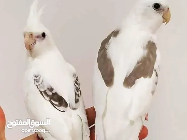 موجود انثى كوكتيل البينو عين حمرا العمر سنتين شغاله اتواصل معي ع الواتس