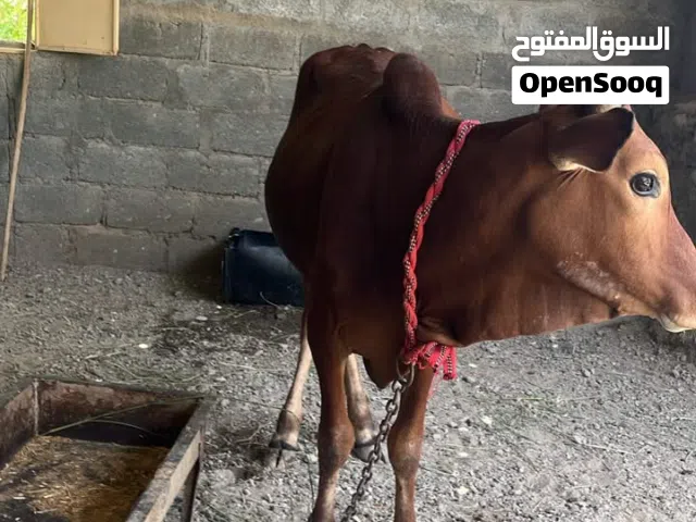 عجل فول سمنه