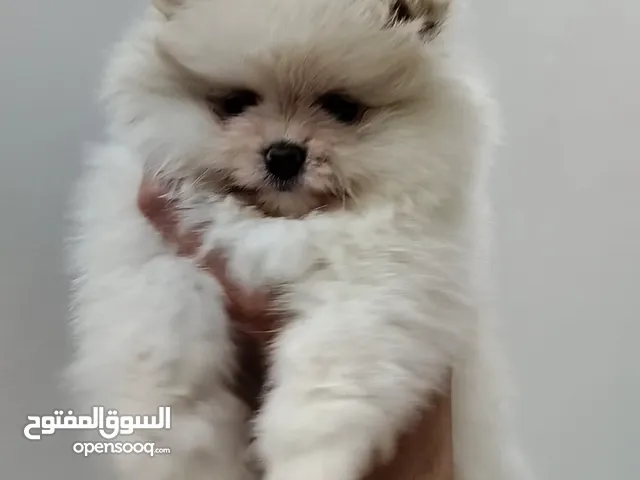 سوبر ميني بو انثى