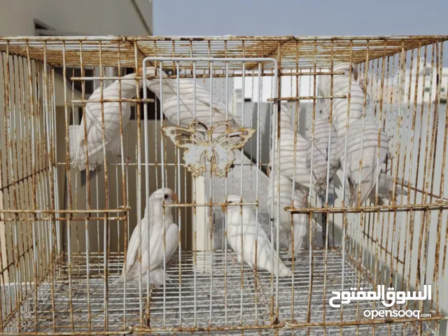 لفبيرد البينو