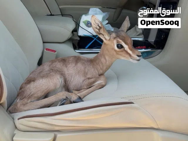 غزال انثى  اليف تشرب حليب