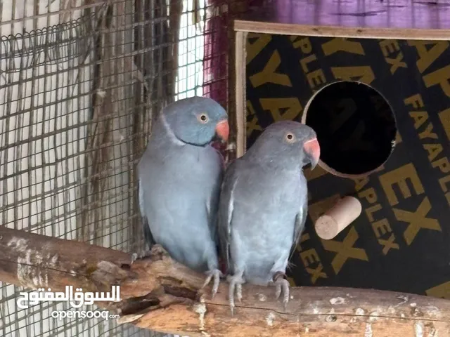 زوج ببغاء دره سلفر محلي َ َ ََ َ َ َ َ َ َ َ َ ََ َ َ َ َ َ َ َ َ َ