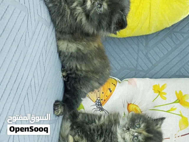 كتن صغيره للبيع السعر للكتن الواحده