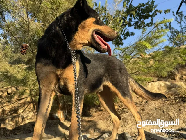 كلب روت وايلر عمرو 3اشهر ......................