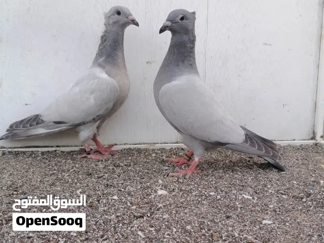 حمام زاجل وكارير للبيع تابع الوصف مهم