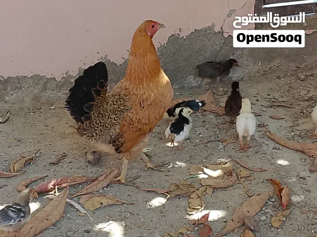 دجاج عماني
