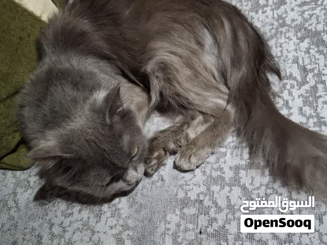 قطه روسى رمادى للتبنى