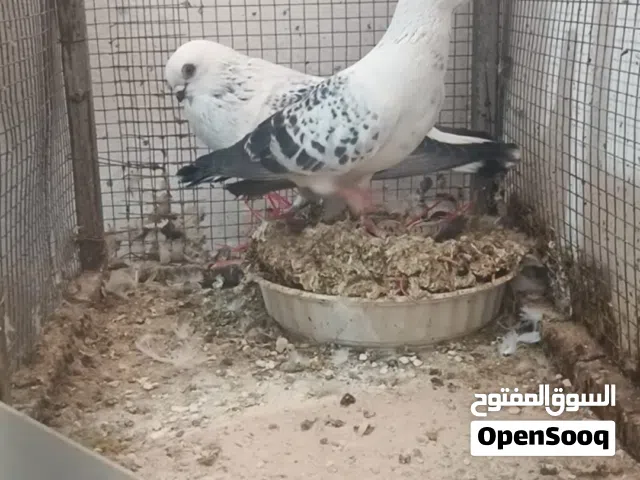 حمام كوم للبيع