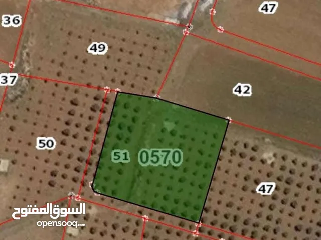 ارض زراعيه مشجره باشجأر الزيتون المثمره عمرها فوق الثلاثين سنه يوجد بها ابار ماء أرضية عدد اثنين